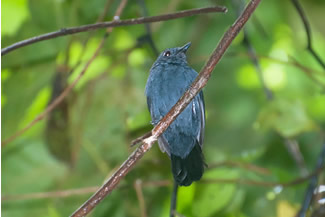 Blauwe mierklauwier - Thamnomanes schistogynus Blauwe mierklauwier - Thamnomanes schistogynus